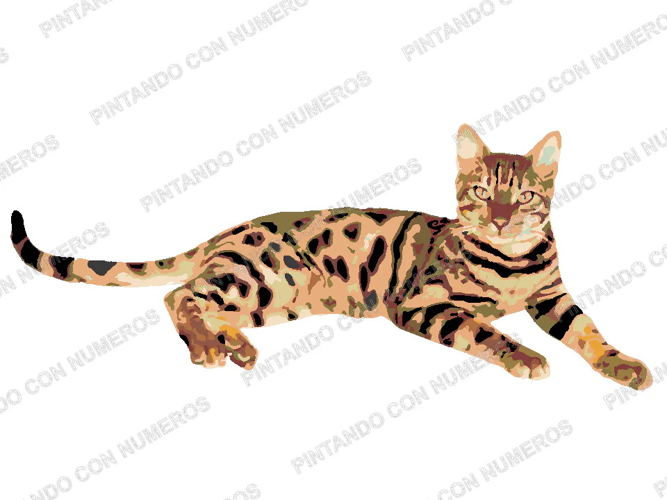 24 · 24 - GATO MARRON