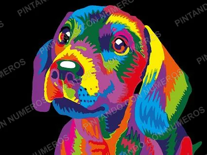 41 · CACHORRO