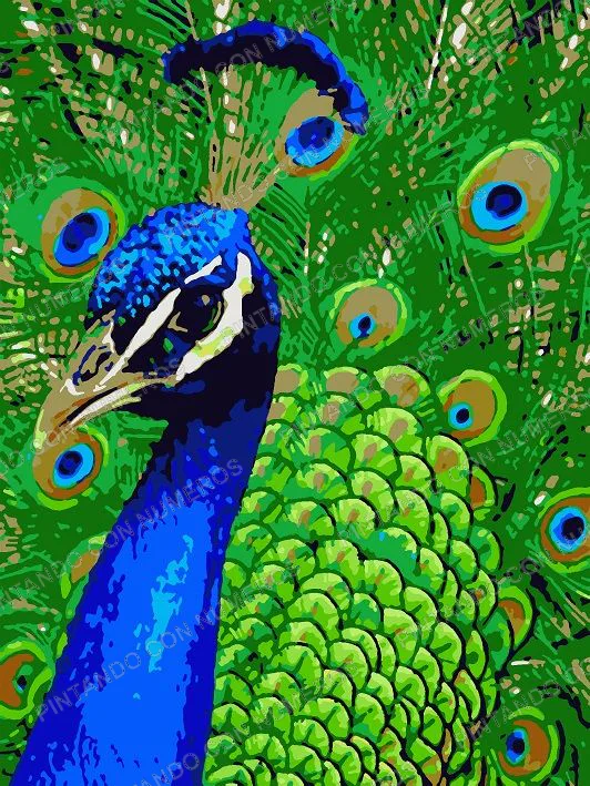 80 · 80 - PAVO REAL